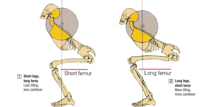how-femur-length-affects-squat